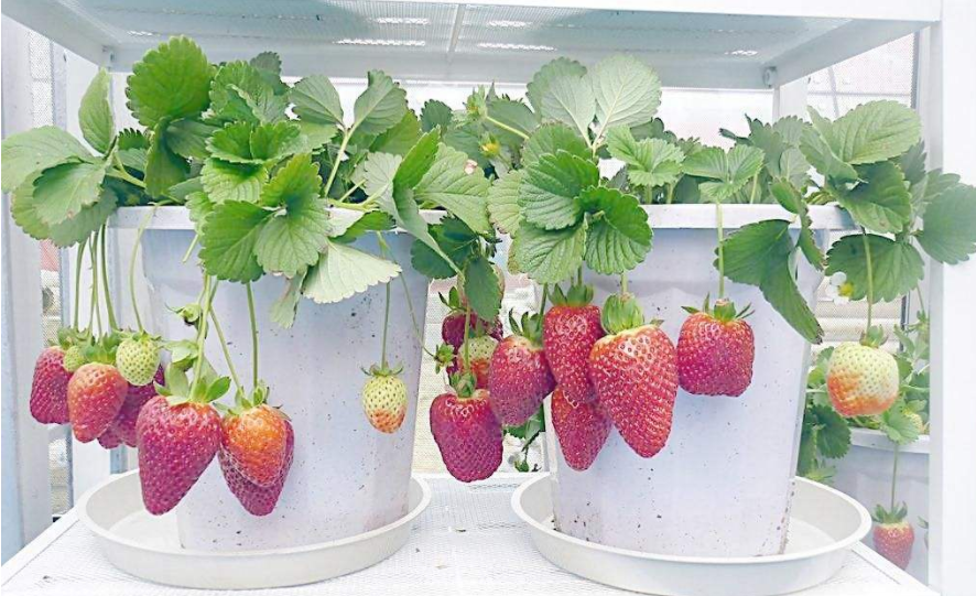 盆栽草莓怎么浇水，这样种的草莓超甜